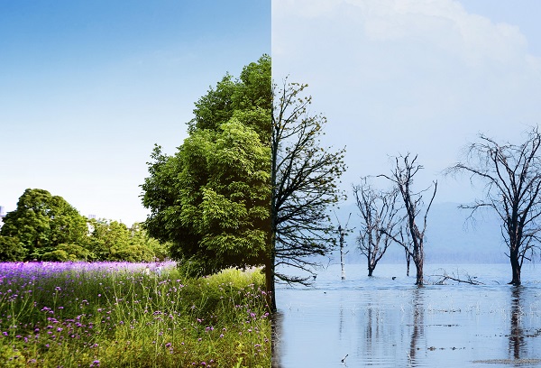 Climate Litigation